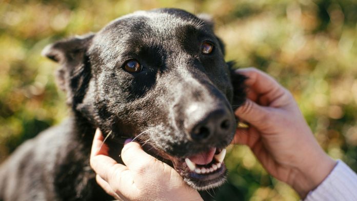 Front Street Animal Shelter is no longer taking in stray dogs after two dogs tested positive for Streptococcus zooepidemicus
