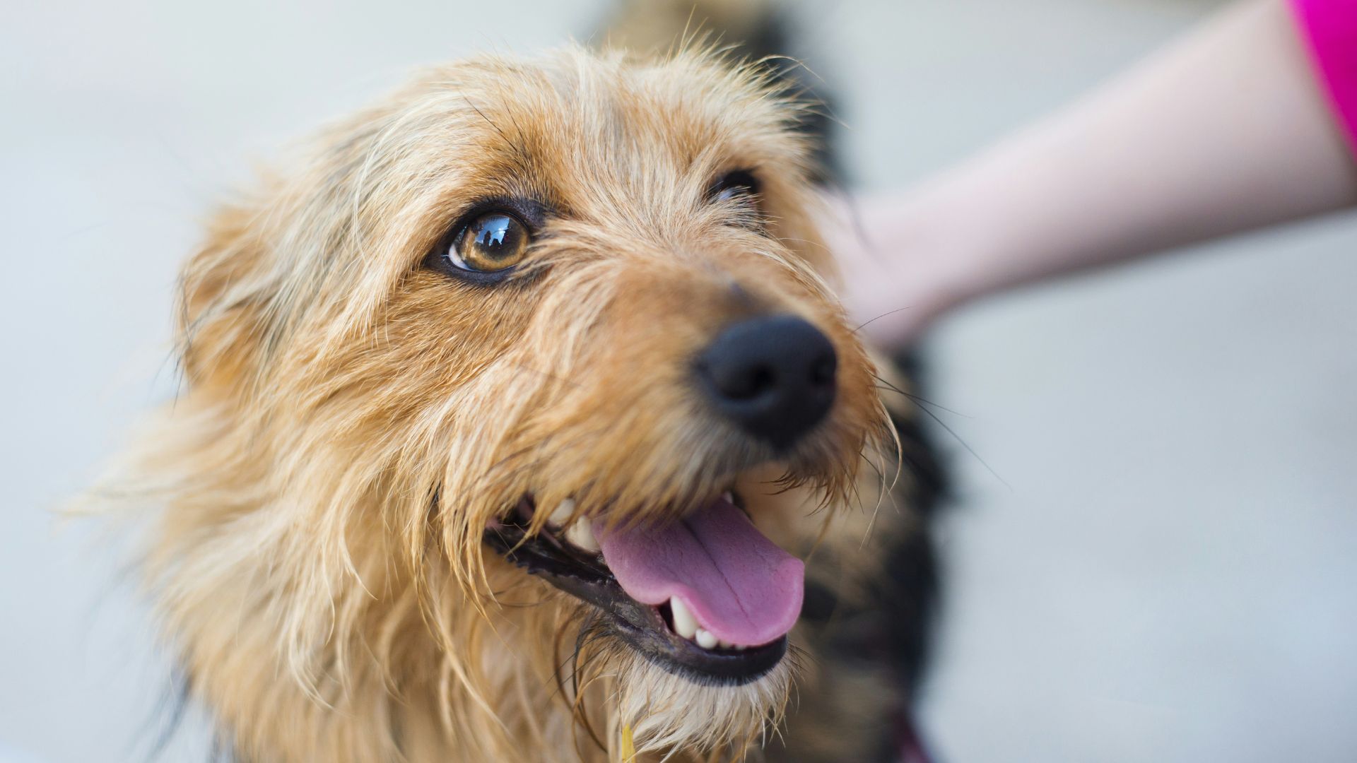 Front Street Animal Shelter is no longer taking in stray dogs after two dogs tested positive for Streptococcus zooepidemicus