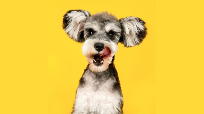 A routine trip for a vaccine can do more than protect a pet from illness. In Sacramento, it can also help keep a dog or cat from ever becoming separated from the family that loves it — or, when separation happens, make the path home much shorter.