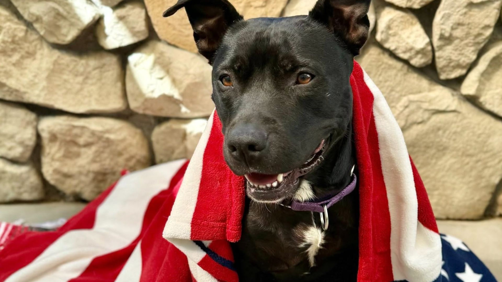 Sacramento pet owners will have a chance to get key care for their cats and dogs at no cost this month, as a free vaccination clinic comes to Marina Vista Community Center on Sunday, July 12.