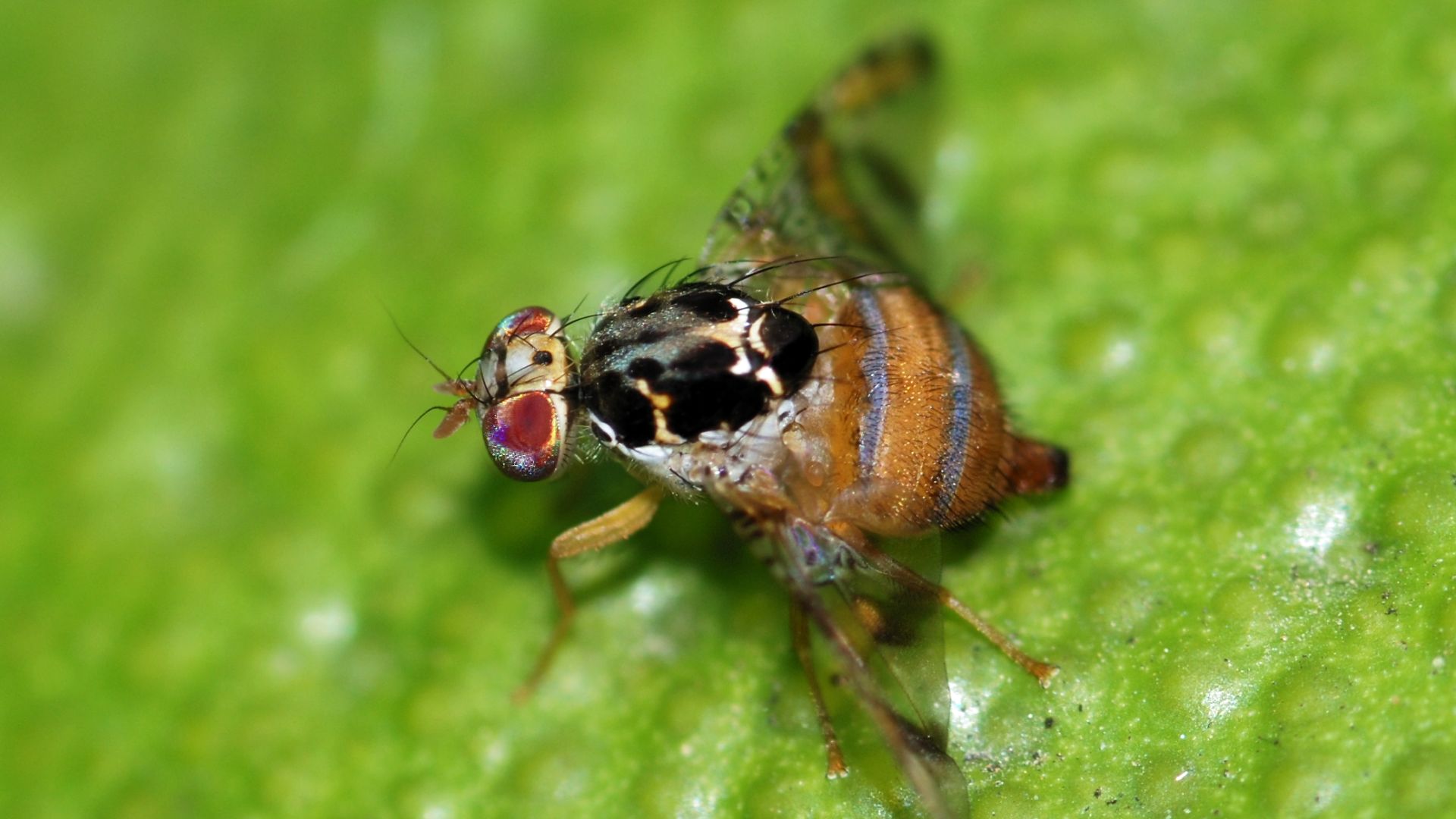 Now, after millions of sterile flies were released and hundreds of properties were inspected or treated, California agricultural officials say the Mediterranean fruit fly has been eradicated from Santa Clara County. A 241-square-mile quarantine established on August 19, 2025, has officially been lifted.
