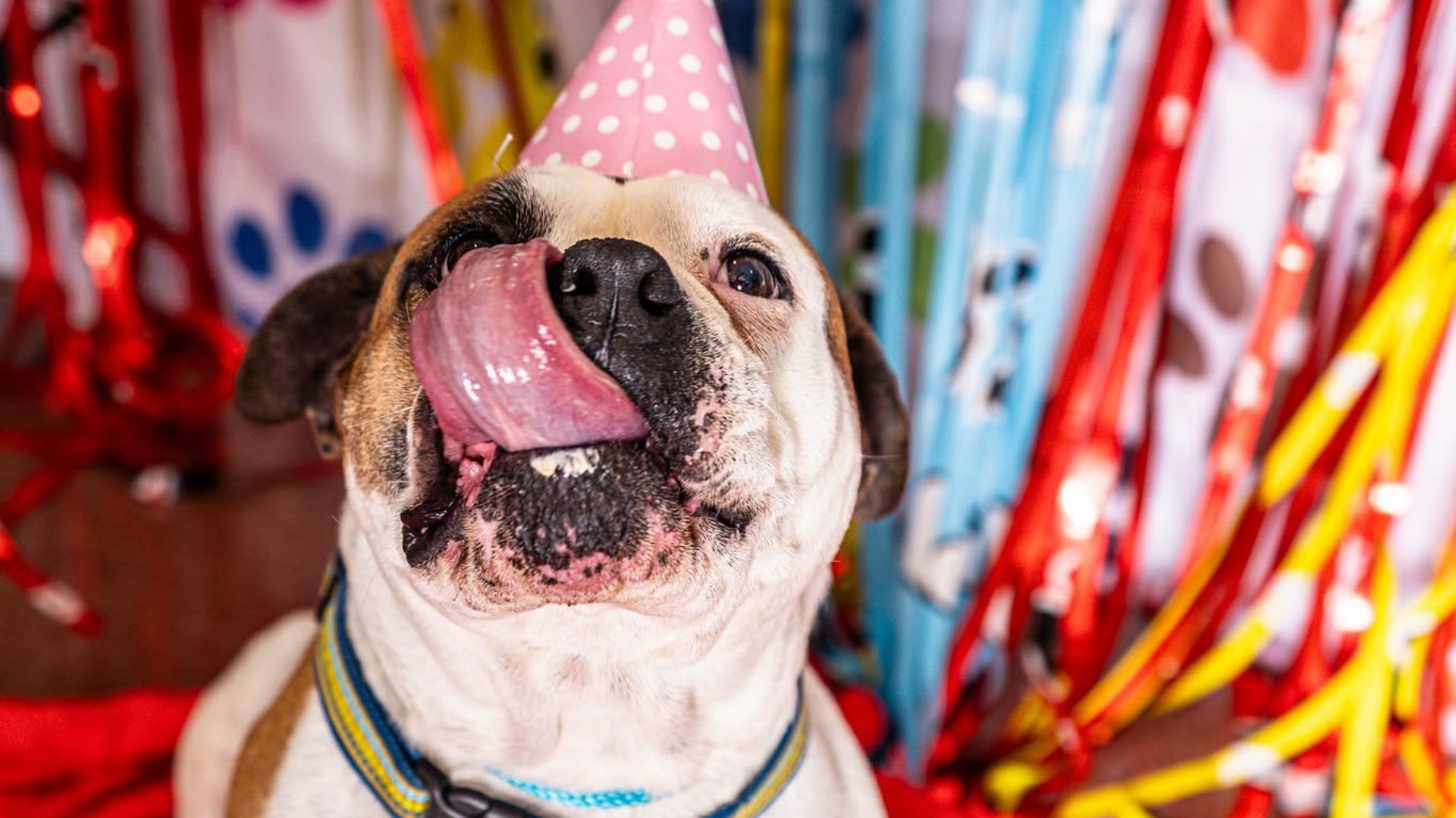 This August, Sacramento County residents can turn that symbolic celebration into something permanent. Bradshaw Animal Shelter is waiving adoption fees for all dogs through Aug. 23, opening the door for more animals to celebrate future birthdays in loving homes.