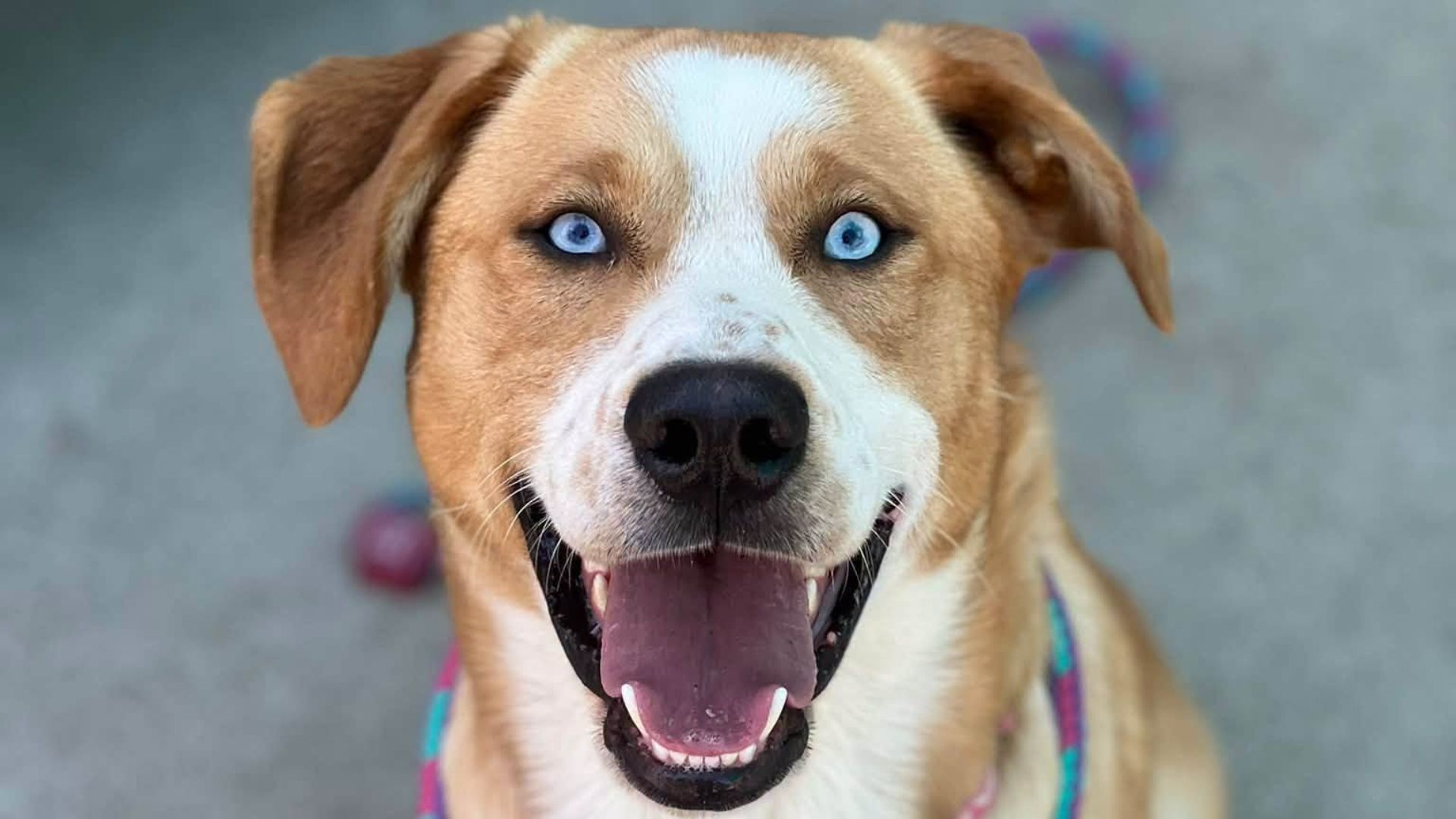 The Bradshaw Animal Shelter will join Supervisor Patrick Kennedy at the community event on Saturday, Sept. 19, bringing free pet vaccinations to eligible Sacramento County residents. The vaccinations are being sponsored by Petco Love.