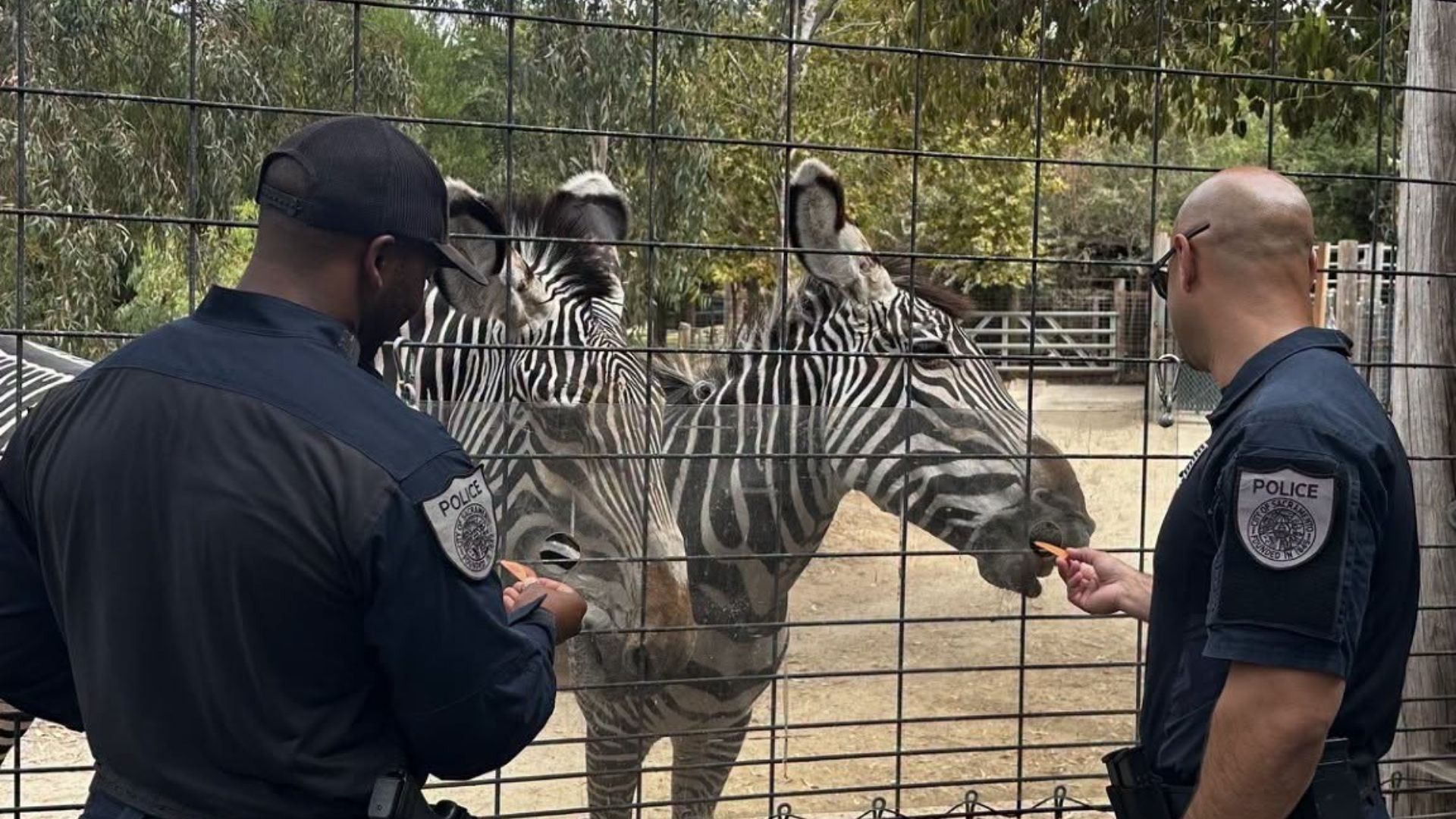 Members of the Sacramento Police Department’s SWAT Team visited the zoo to provide an active shooter presentation, giving employees practical guidance on how to recognize potential threats and respond if violence were to occur.