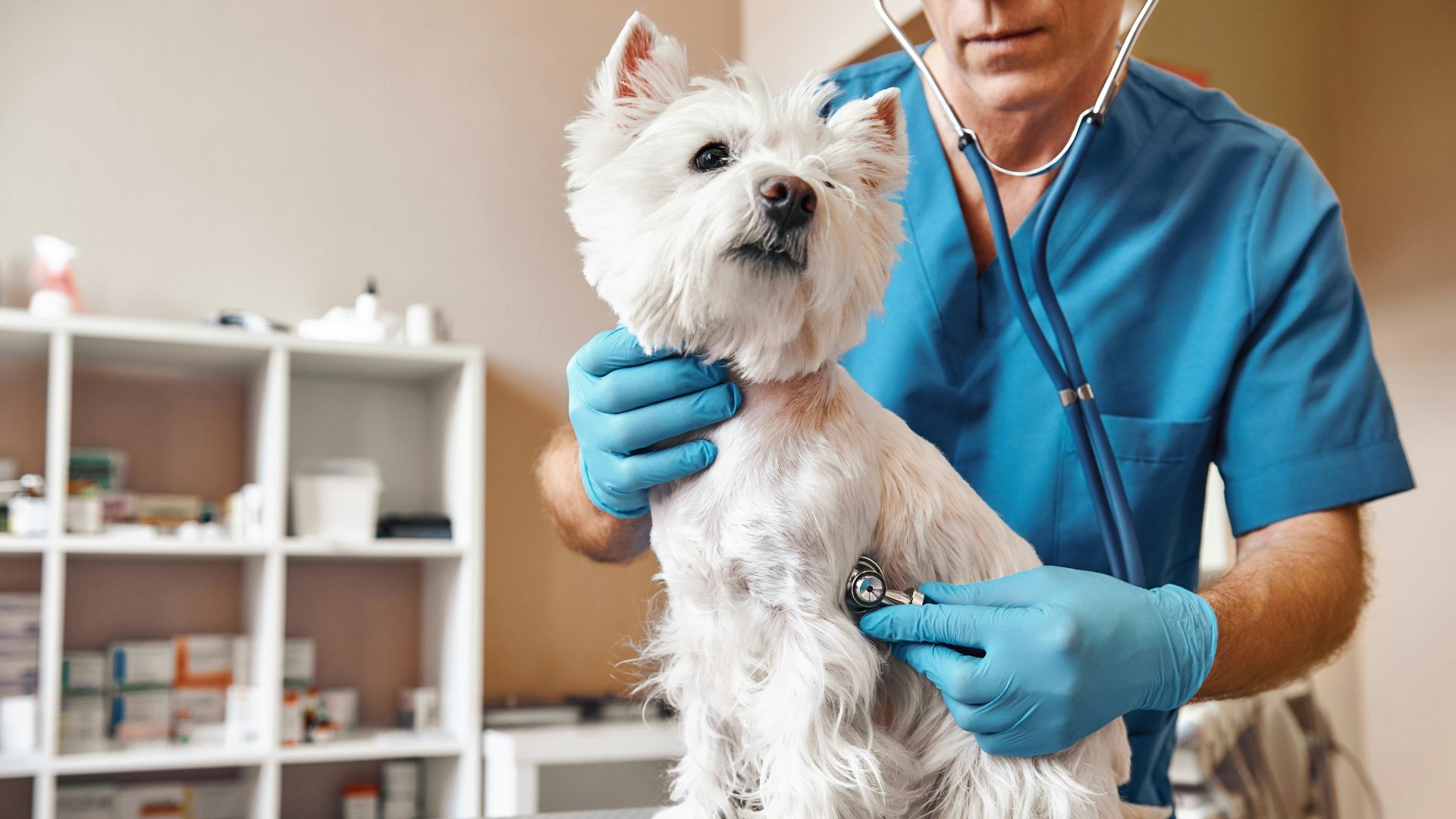 From vaccinations to microchips and pet licenses, a free community clinic in North Natomas will bring multiple services together in one location. No appointment is required, making it easier for pet owners to stop by and take advantage of the offer.